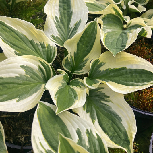 Hosta 'Wide Brim'