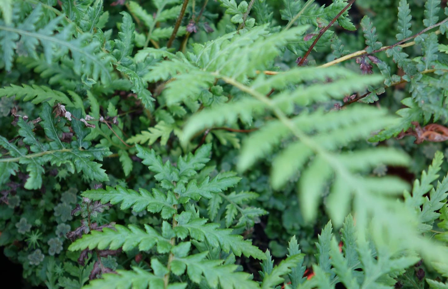 Dicksonia antarctica