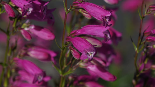 Penstemon ‘Evelyn’
