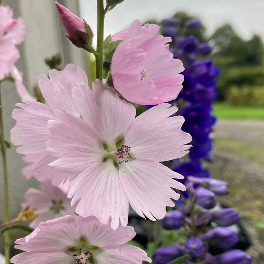 Sidalcea ‘Elsie Heugh’