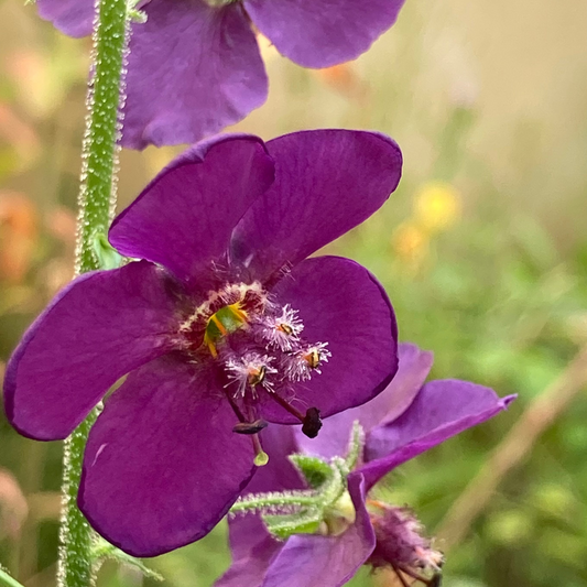 Verbascum ‘Violetta’