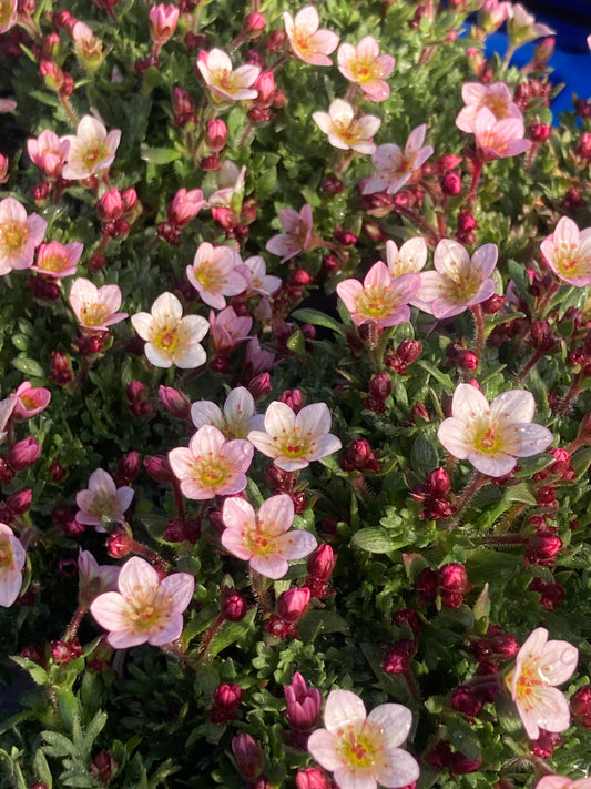 Saxifraga pixi Appleblossom