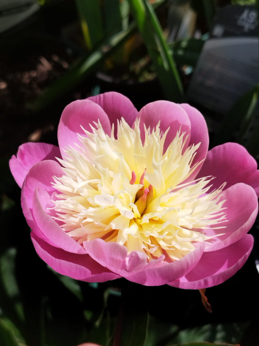 Paeonia 'Bowl of Beauty'