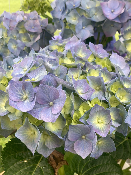 Hydrangea