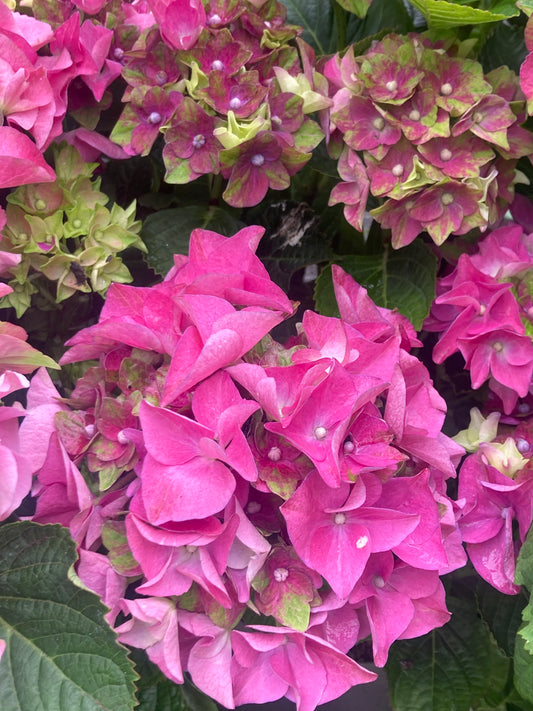 Hydrangea pink