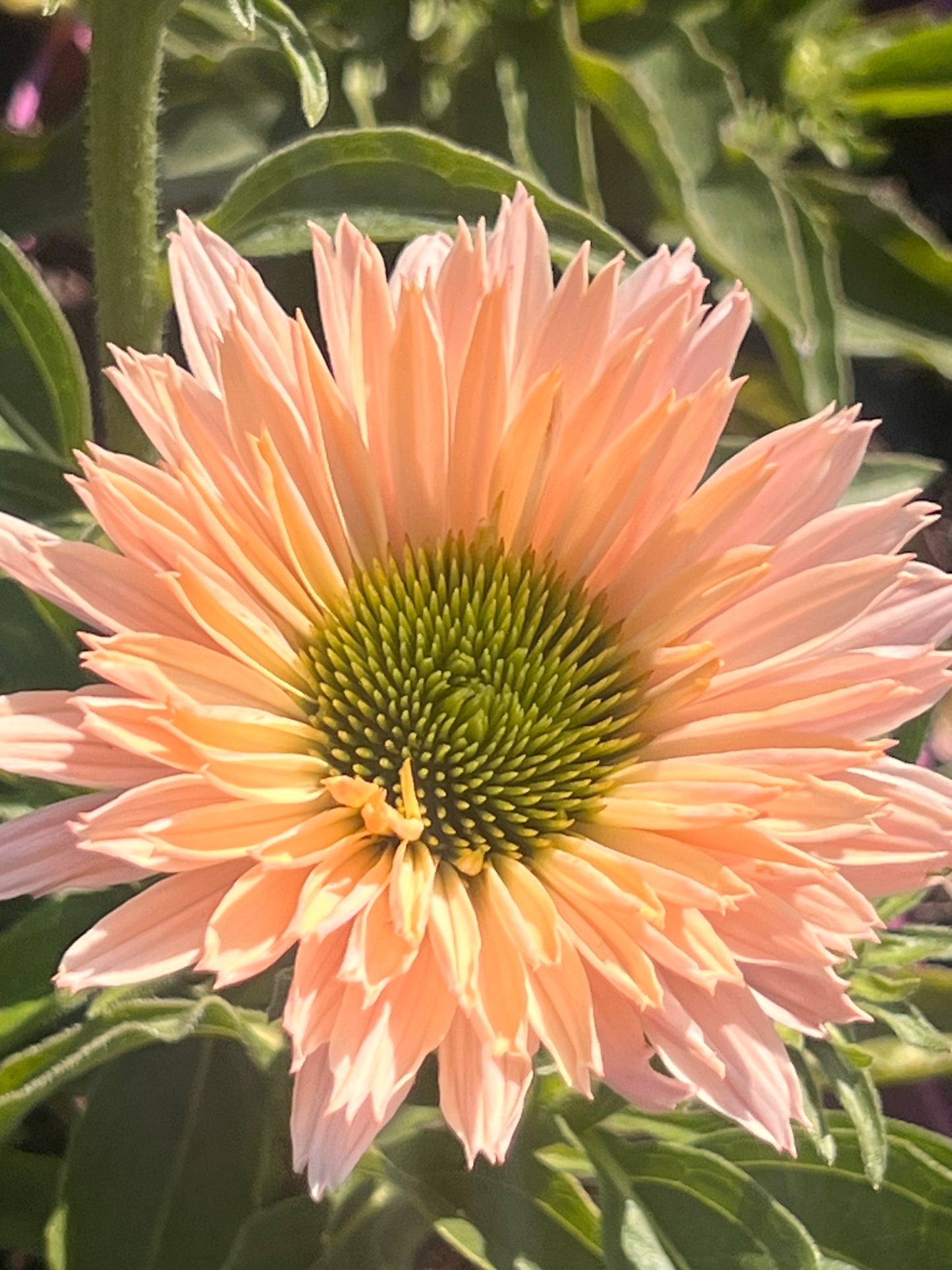 Echinacea ‘Sun Seekers Salmon’
