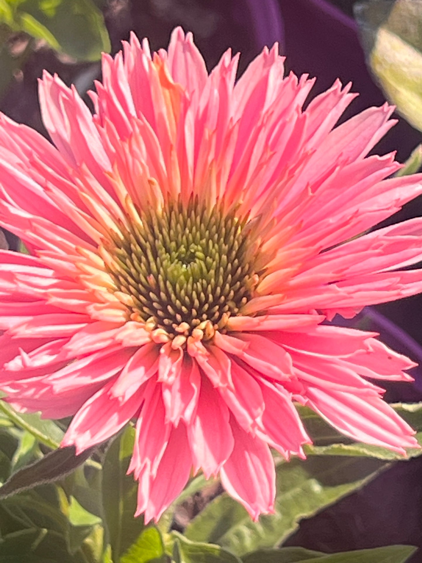 Echinacea ‘Sun Seekers Salmon’