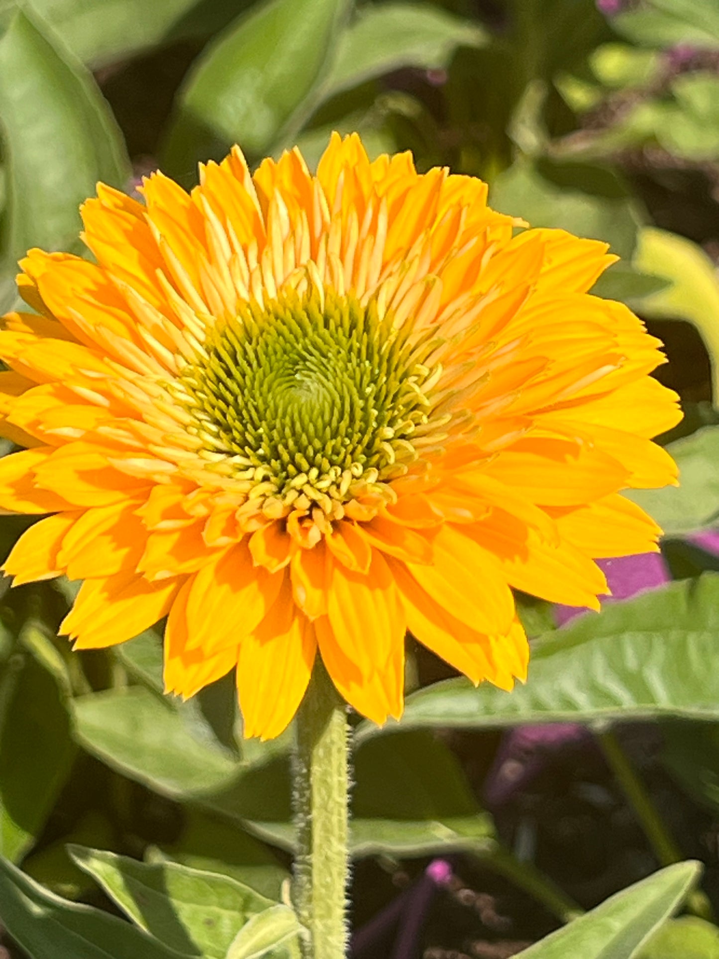 Echinacea
'SunSeekers

Golden’