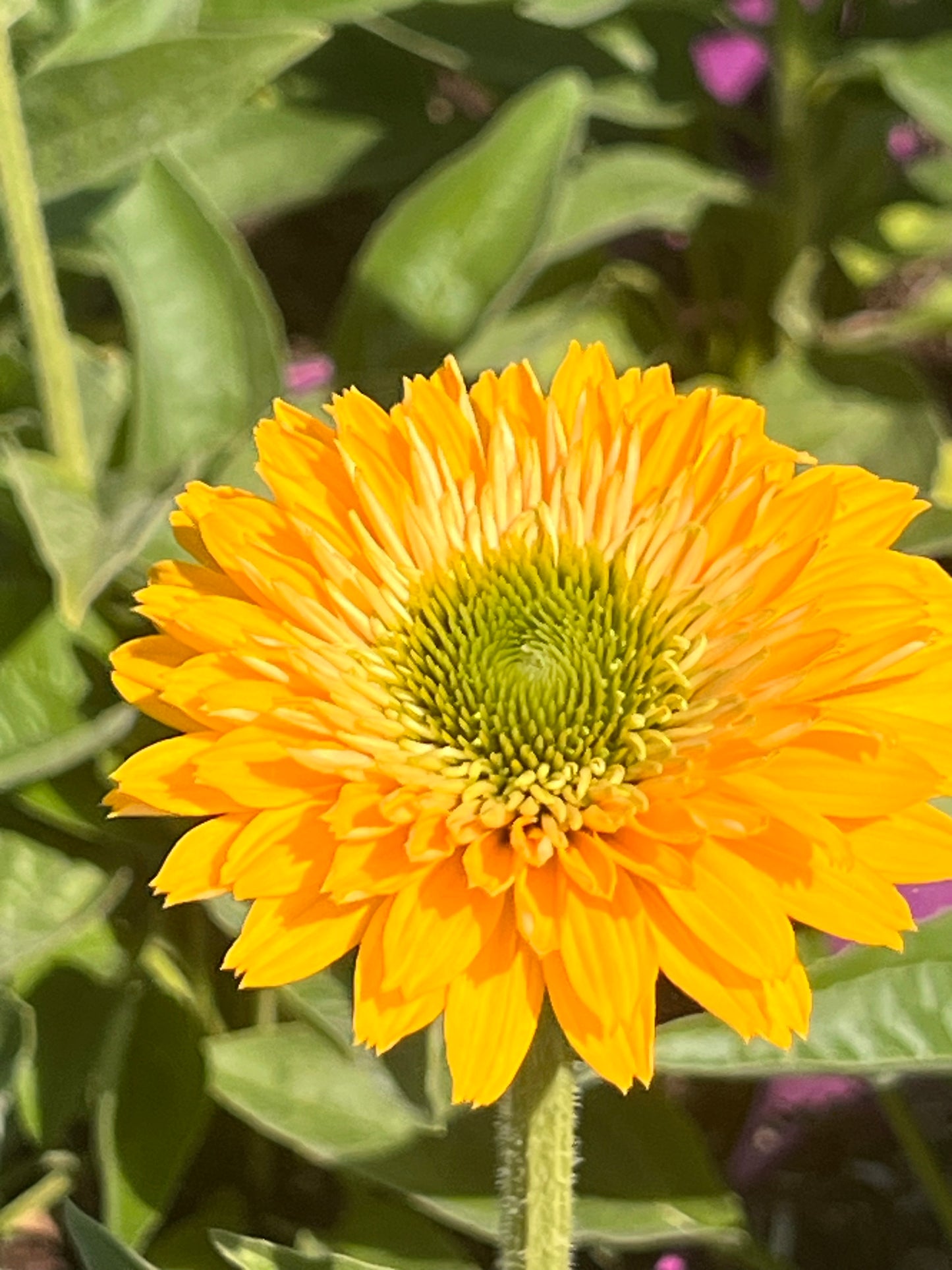 Echinacea
'SunSeekers

Golden’