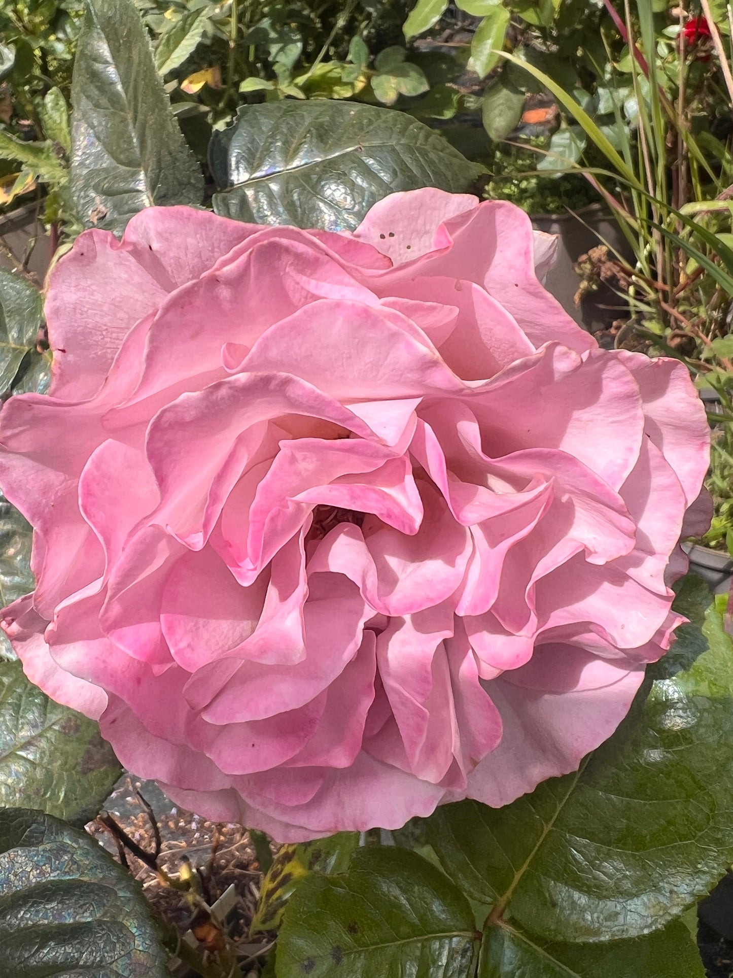 Rose ‘Blue Girl’