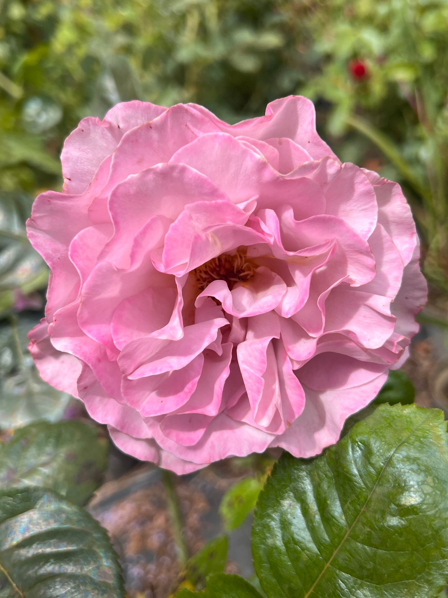 Rose ‘Blue Girl’