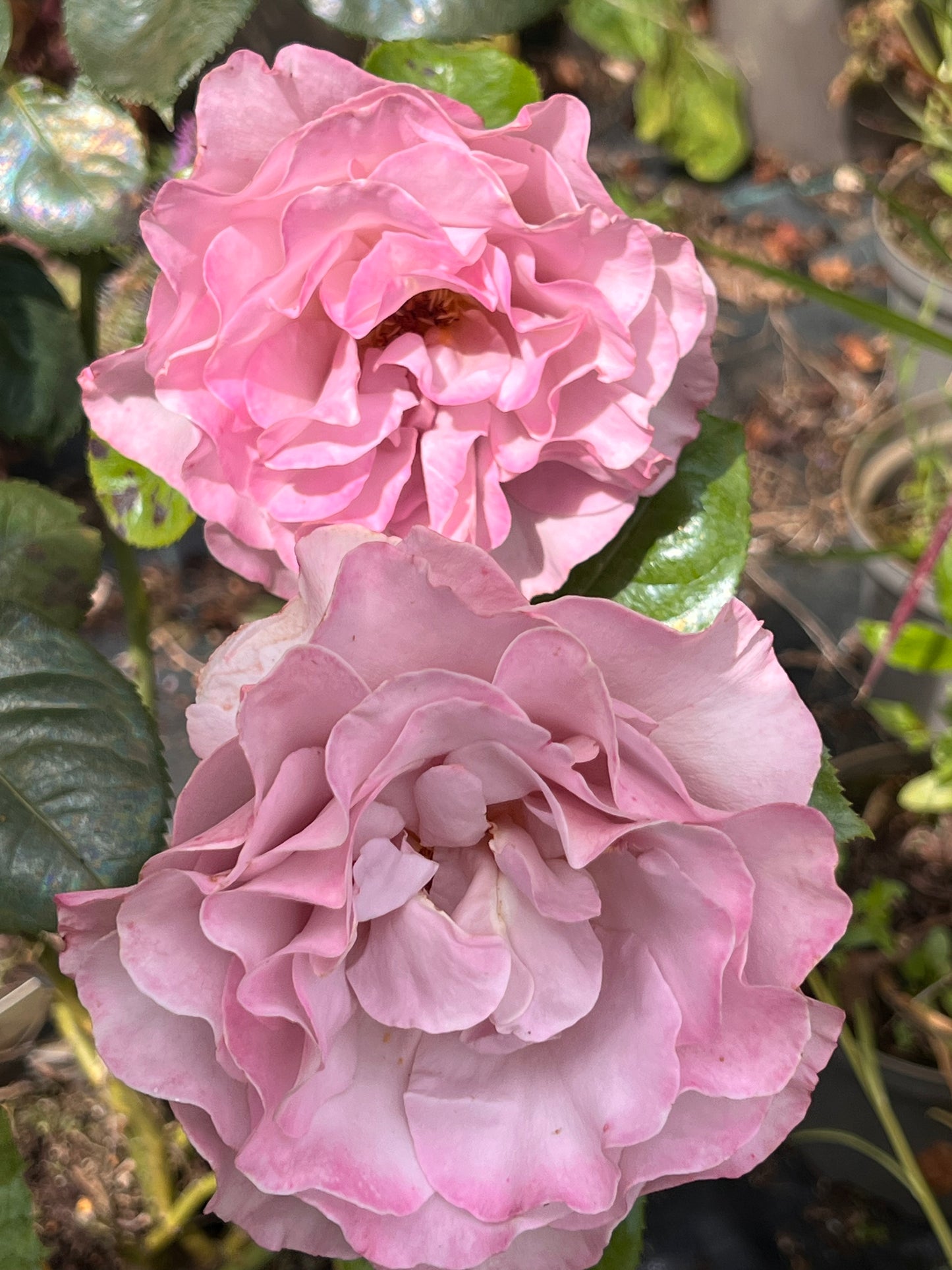 Rose ‘Blue Girl’