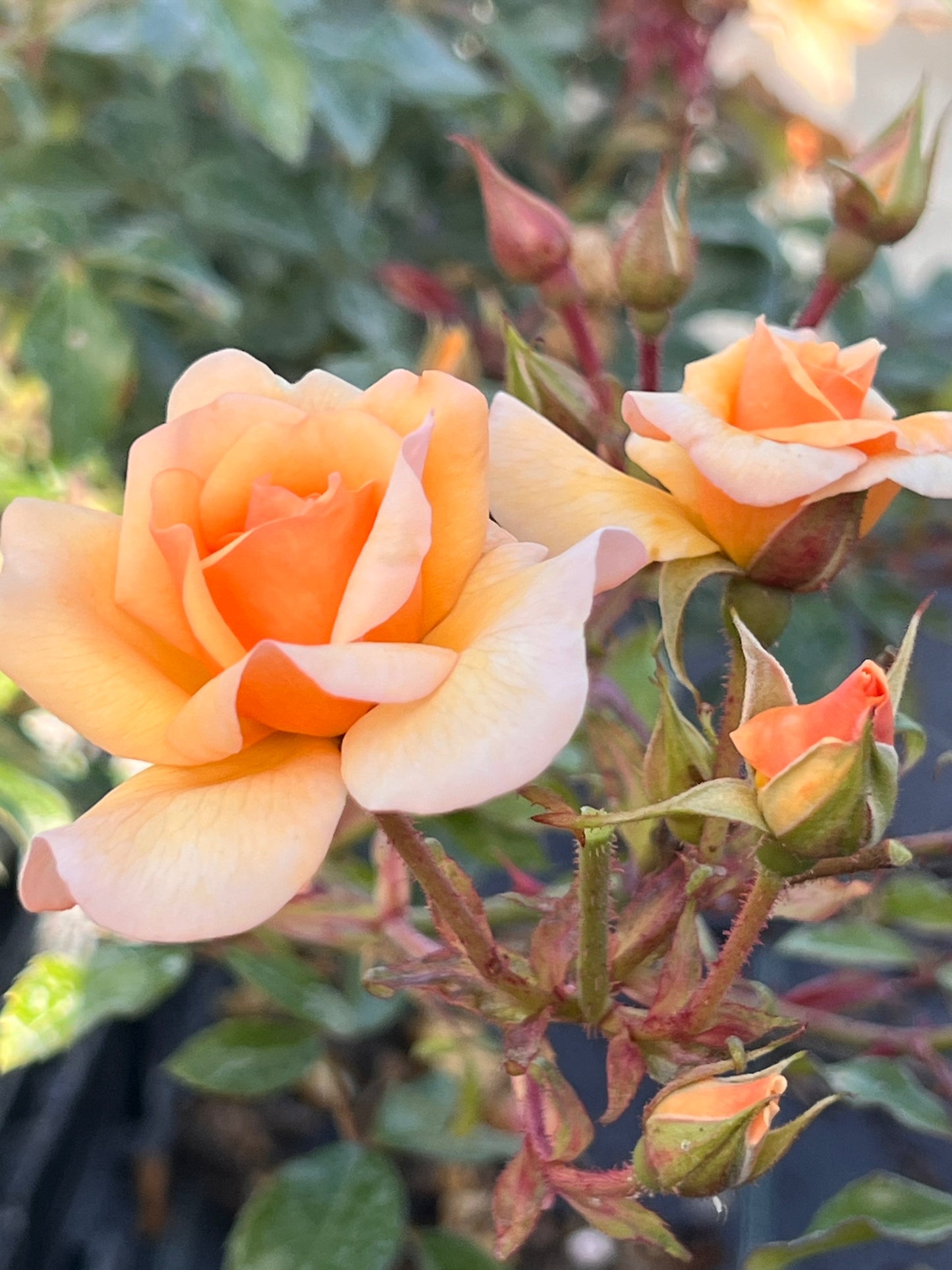 Rosa ‘Amber Sun’