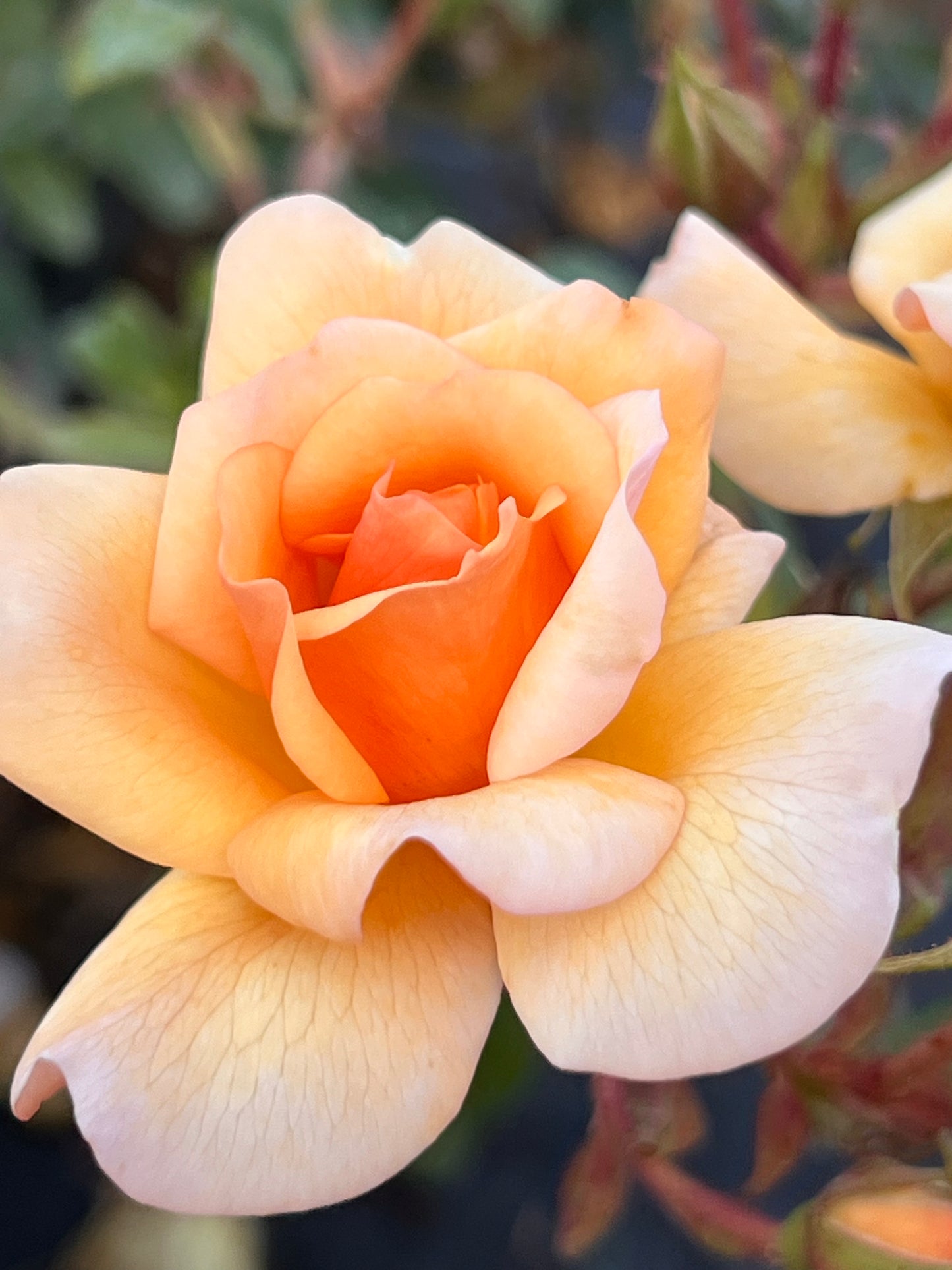 Rosa ‘Amber Sun’