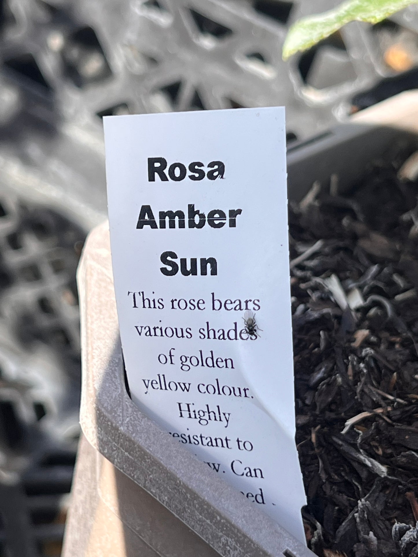 Rosa ‘Amber Sun’