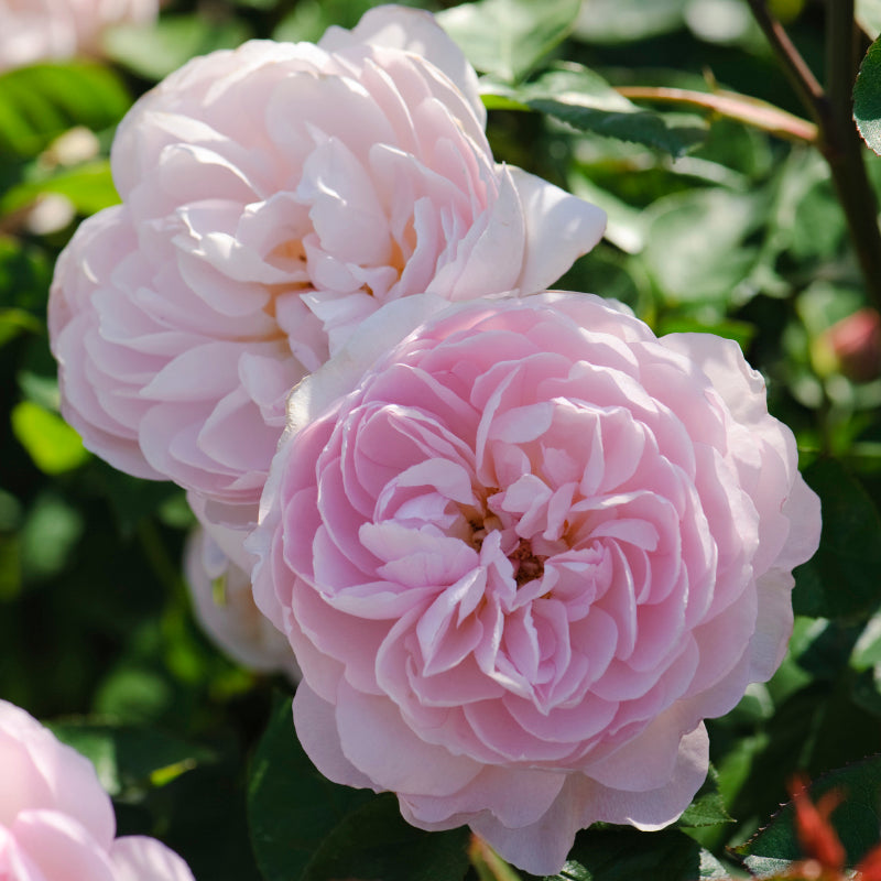 Rosa 'Gentle Hermione' (Ausrumba) David Austin Rose – Riverlane Nurseries