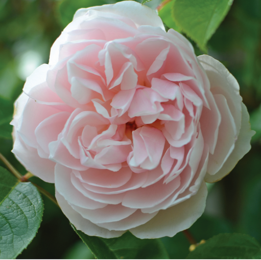 Rosa 'The Generous Gardener' (Ausdrawn)  English Climbing Rose Bred By David Austin